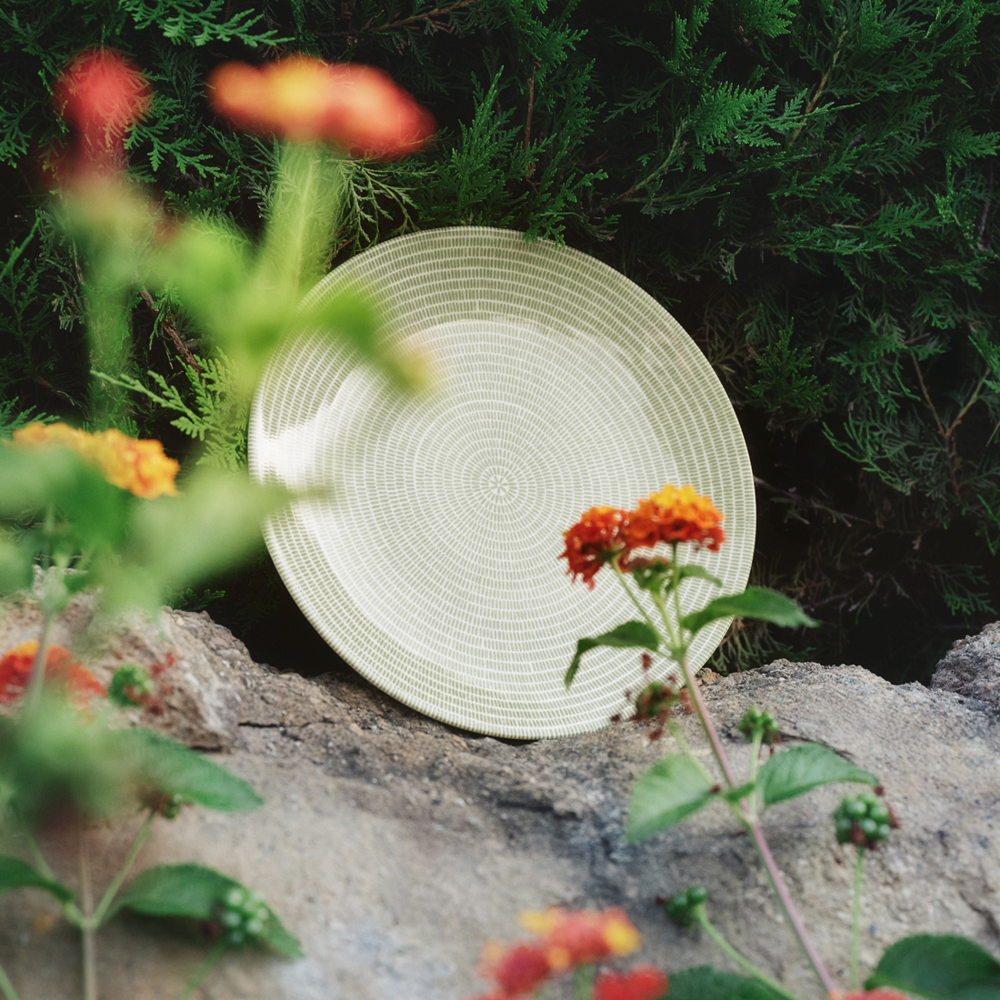 26cmﾌﾟﾚｰﾄ(ｸﾞﾘｰﾝ)